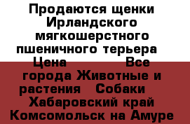 Продаются щенки Ирландского мягкошерстного пшеничного терьера › Цена ­ 30 000 - Все города Животные и растения » Собаки   . Хабаровский край,Комсомольск-на-Амуре г.